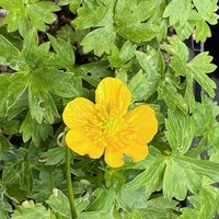 Ranunculus montanus 'Molten Gold'